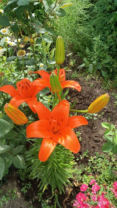 Продам многолетники