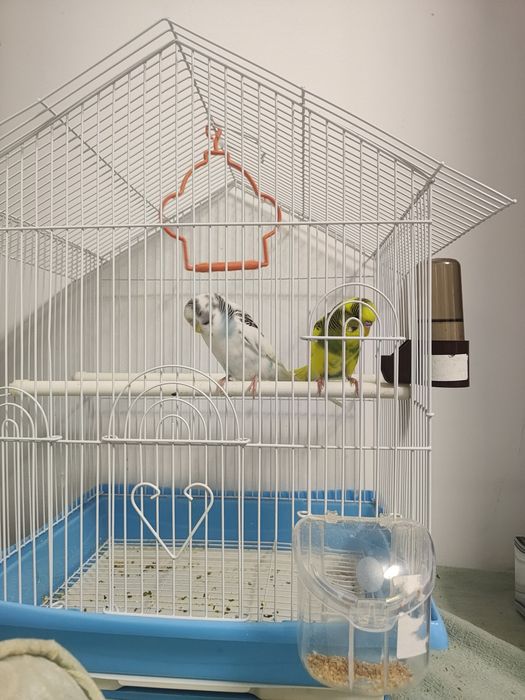 Pasari perusi pereche tanara si colivie