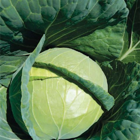 Varza verde romaneasca pentru murat / Escazu
