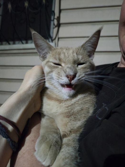 Ручные котики ищут дом!