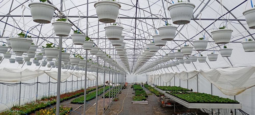 Petunii,muscate, garofițe,bacopa ,petunii curgătoare crăițe