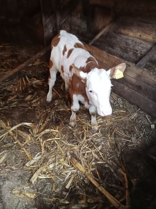 Junincă de vânzare