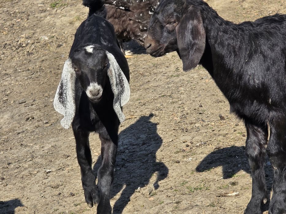 Iedute anglo nubiene