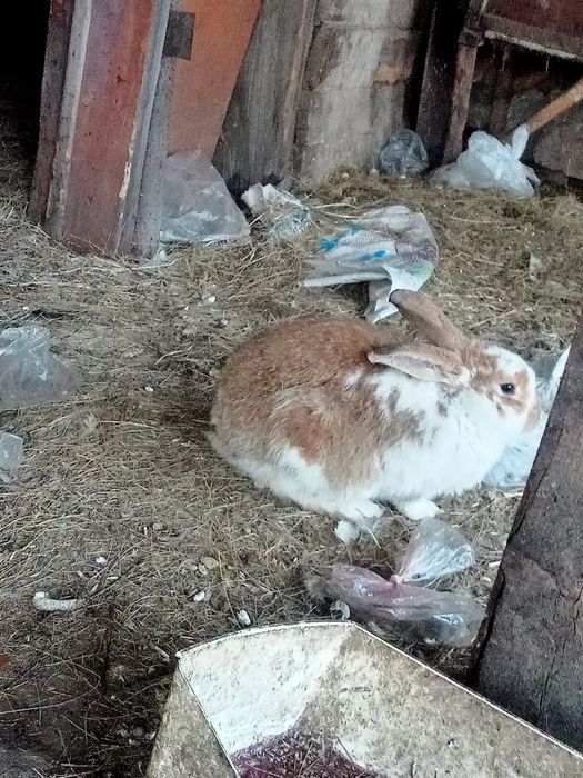 Кролы 6 месяцев разные