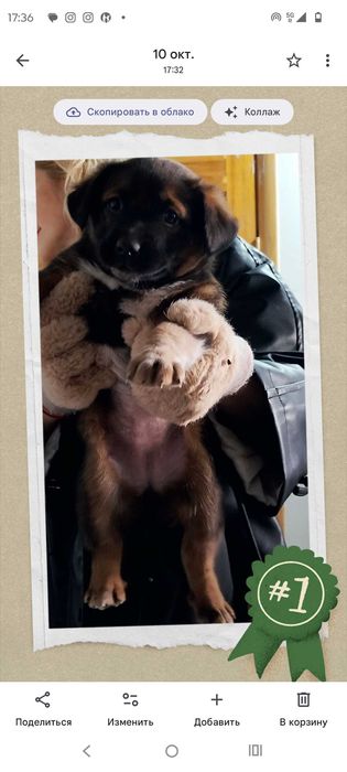 Отдам кутят бесплатно