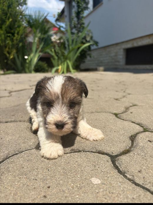 Fox-terrier par sârmos talie mica