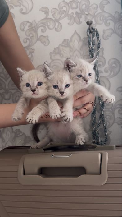 Продаются милые котята