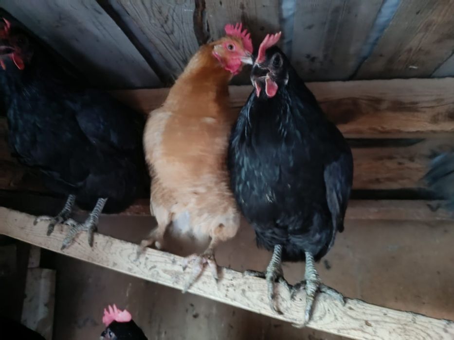 Продам домашних кур