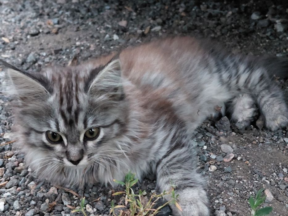 Отдам котёнка в добрые руки