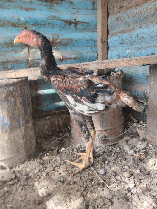 Дакан маиски нннннн