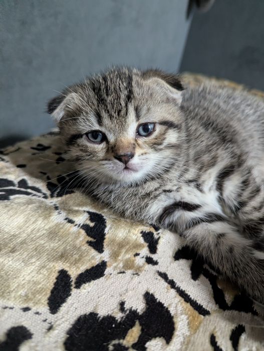 Шотландские Вислоухие Котята