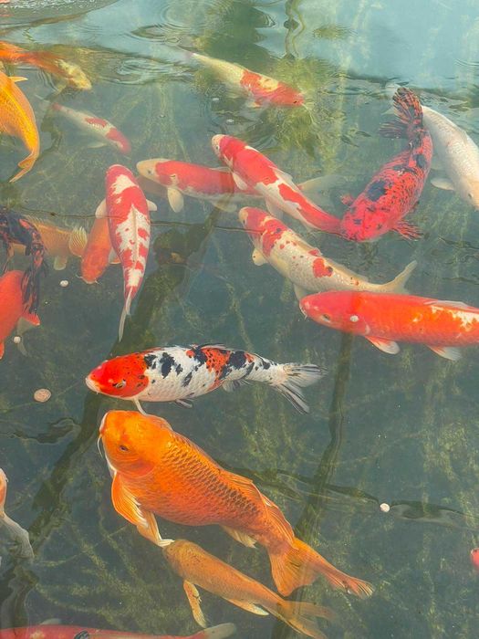 Езерни рибки кои