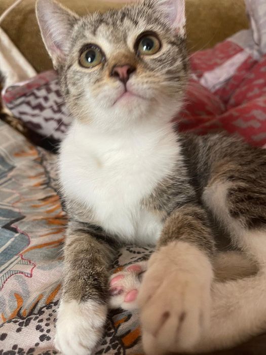 Отдадим даром котенка!