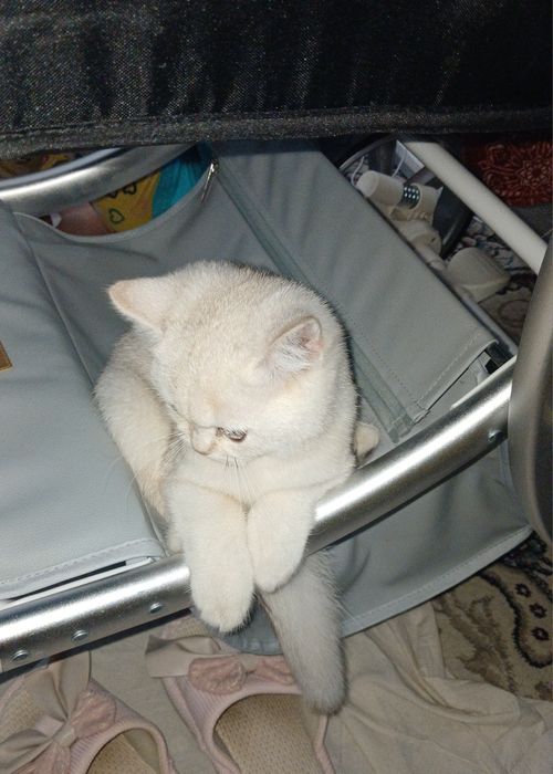 Шиншилла девочка
