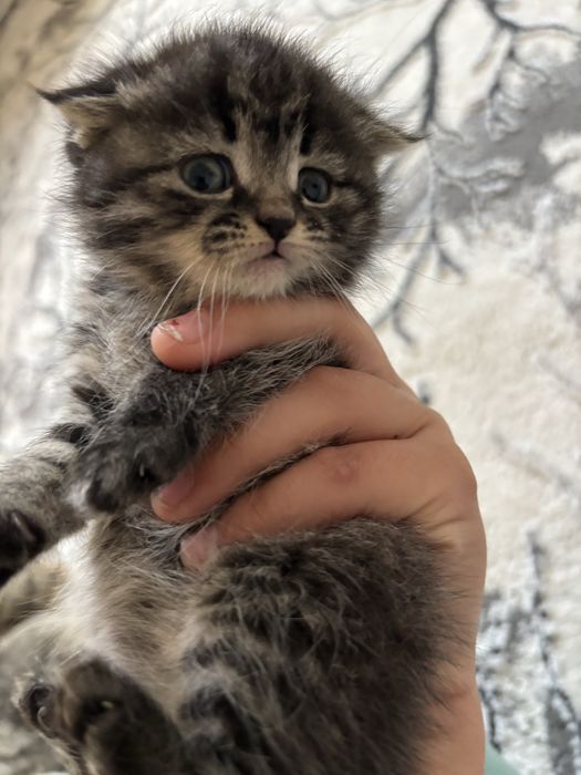 Продается милый котенок