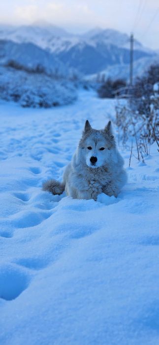 Собака Маламут/хаски