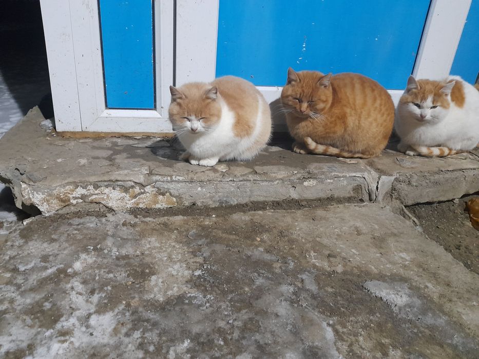 Кошка В добрые руки