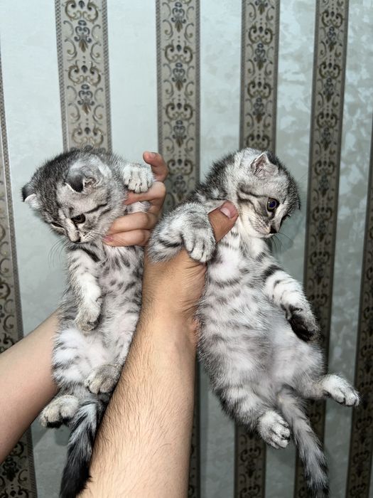Скоттиш Фолд мраморный