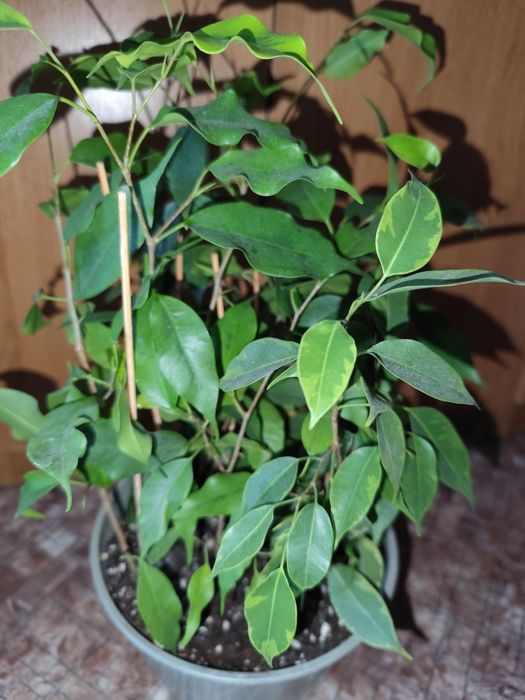 Продам фикус Бенджамина