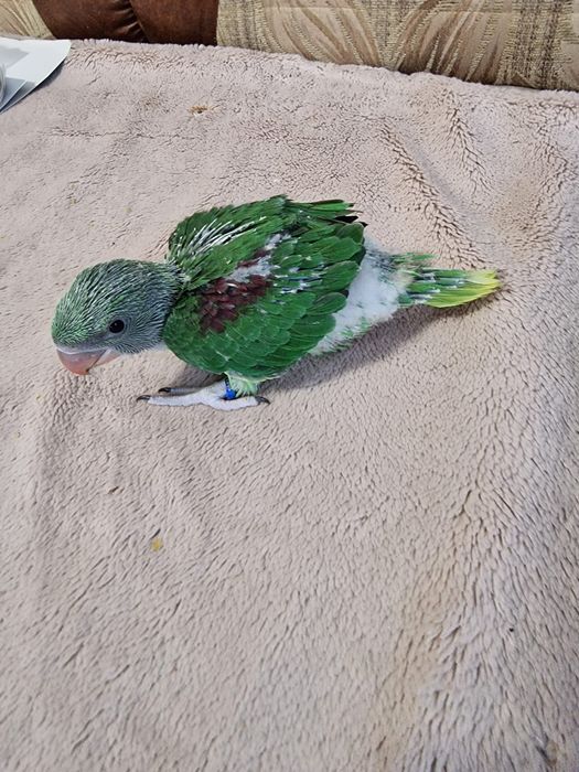 Pui blânzi de papagal marele alexandru