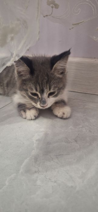Котёнок девочка даром в добрые, ответственные руки