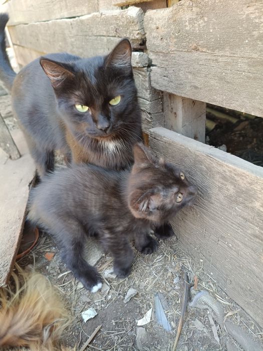 Отдам кота в дом
