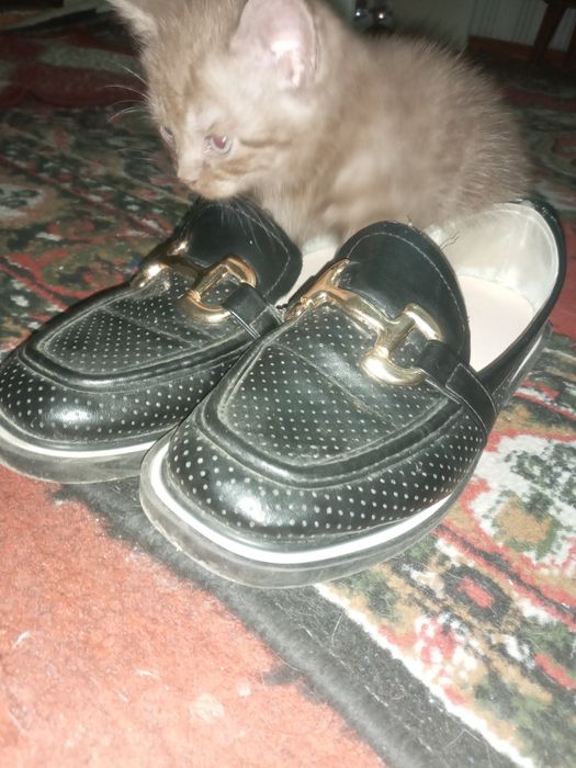 Готов к переезду в новый дом чисто кровны кот от элитных родителей