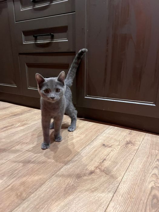 Продаётся мальчик котенок