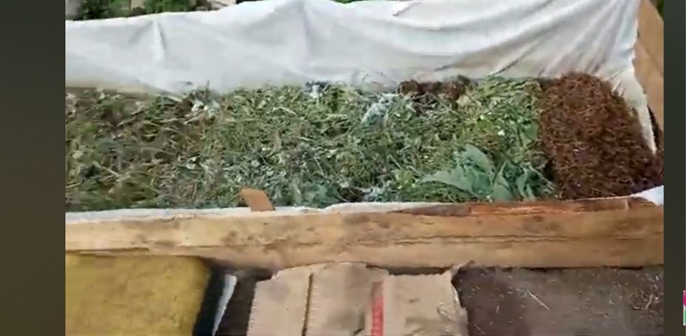 Земен червей за риболов жилав издържлив за мирни риби 20 25 броя черве