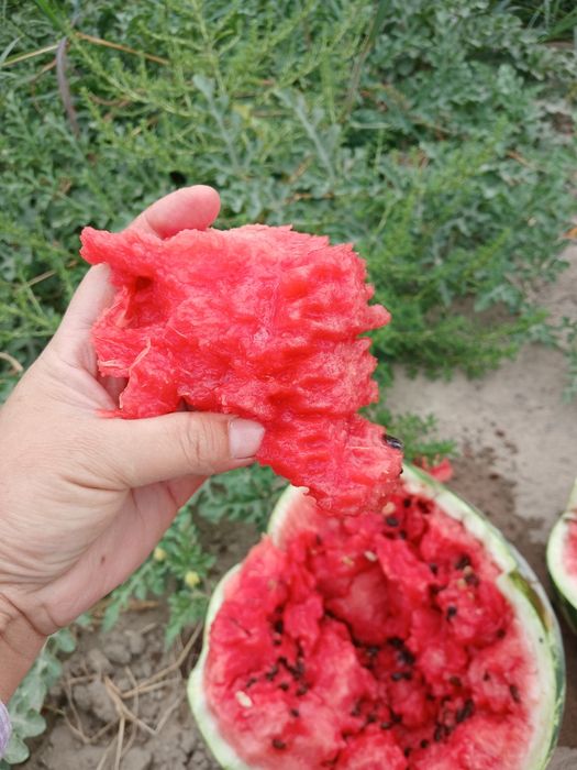 Продам арбузы и дыни