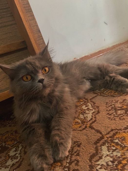 Скоттиш страйт породний мушук