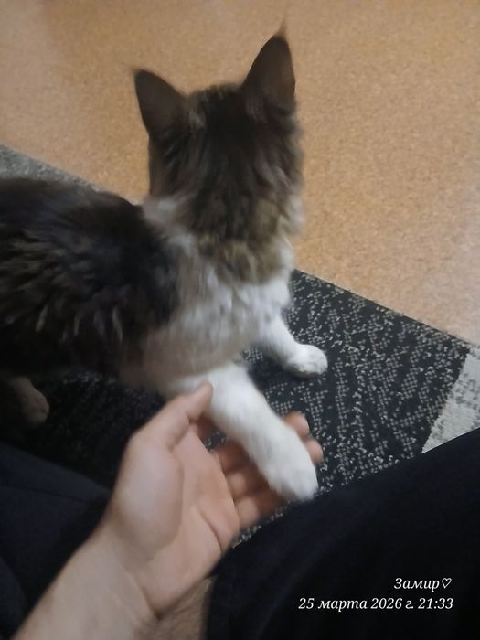 имя симон. сорт майинкум.4 месяц