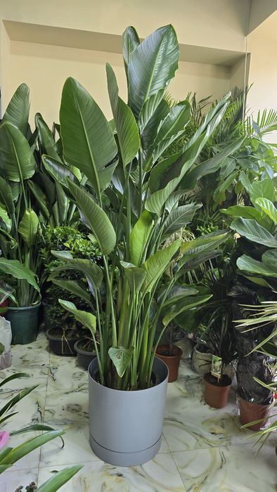 Стрелиция. Стрелиция 180-200 см.