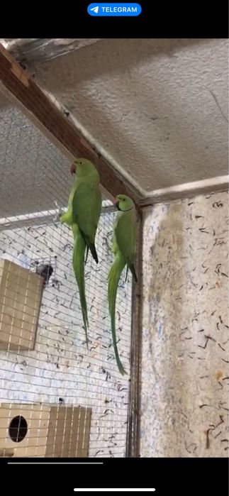 Сотилади Рабочая пара Ожерелового попугая