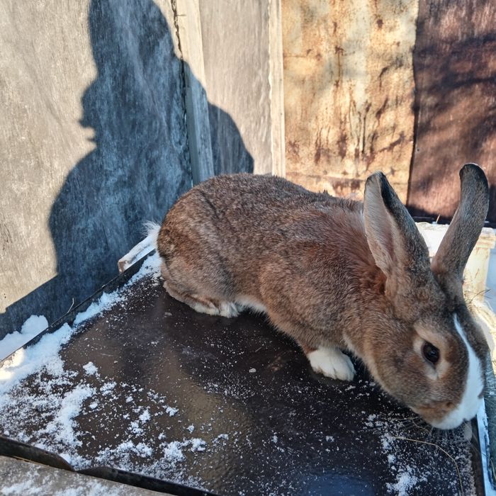 Продам кроликов крупные