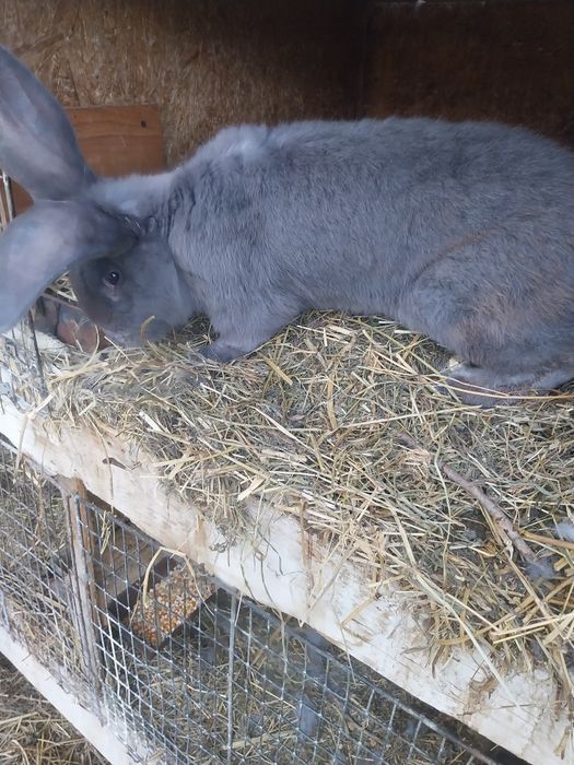 Vând iepuri uriaș albastru