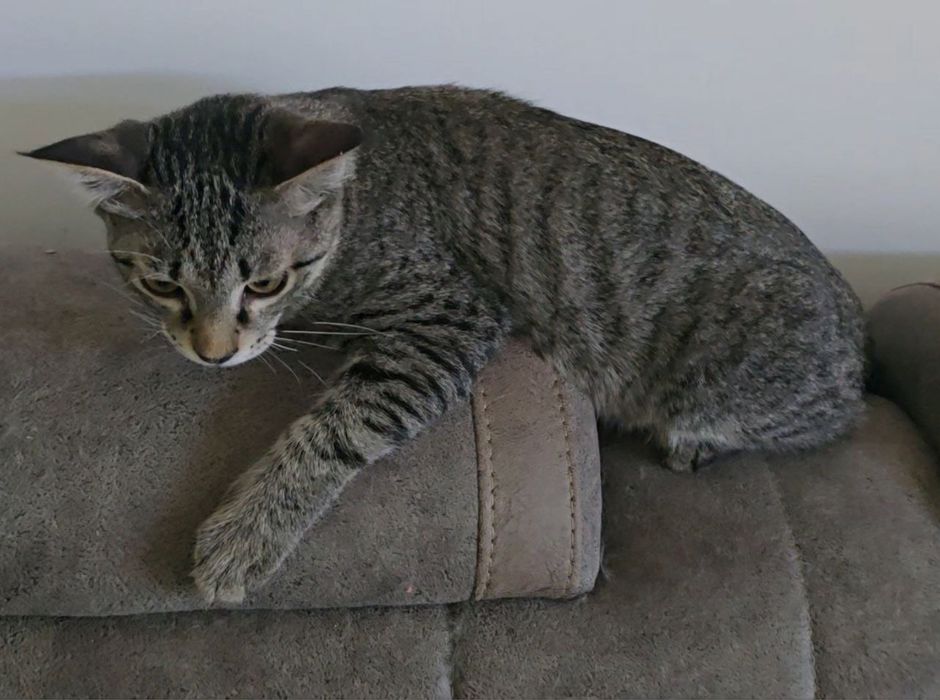 Кот, 7 месяцев, кастрированный