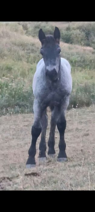 Mânz 5luni de vanzare