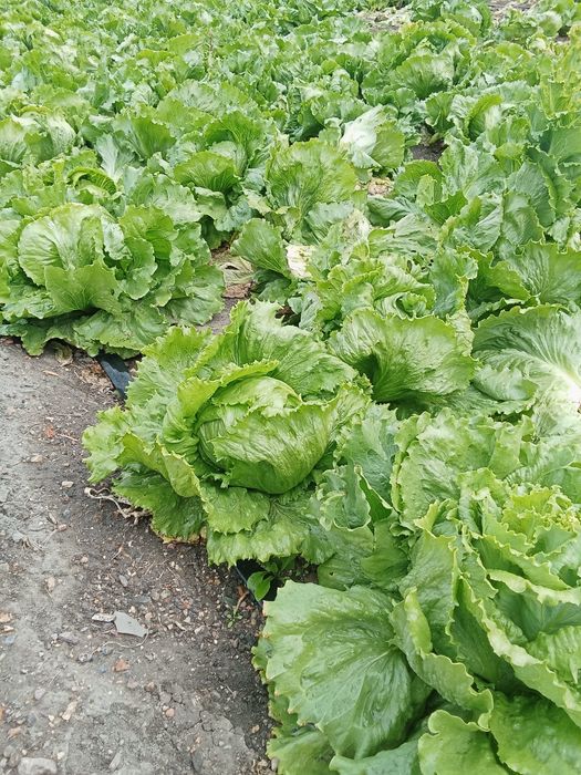 Картошка картофель