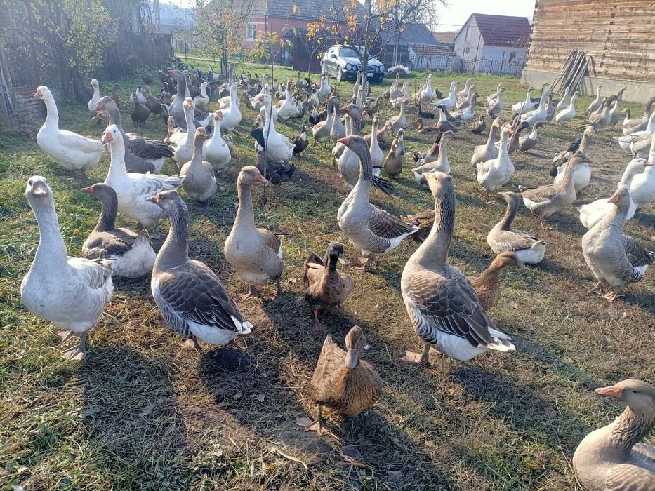 Gaste si Rate Frumoase