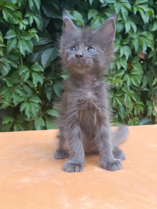 Котята породы Мейн-кун