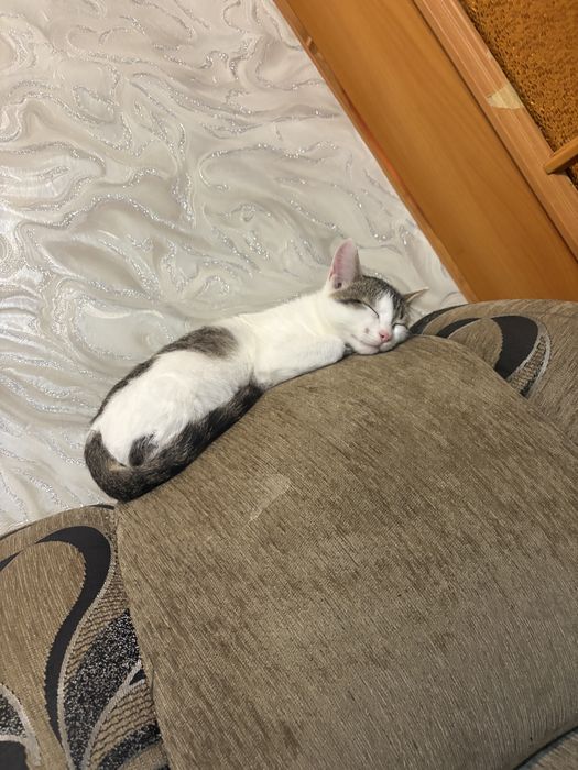 Отдам котёнка бесплатно