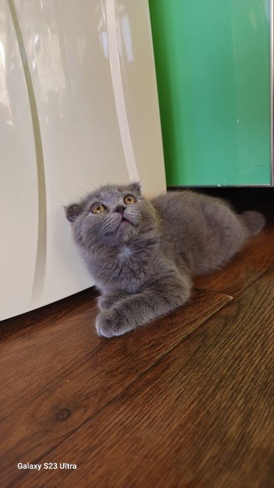 Mushuk sotiladi arzonga bervoramiza zotdor