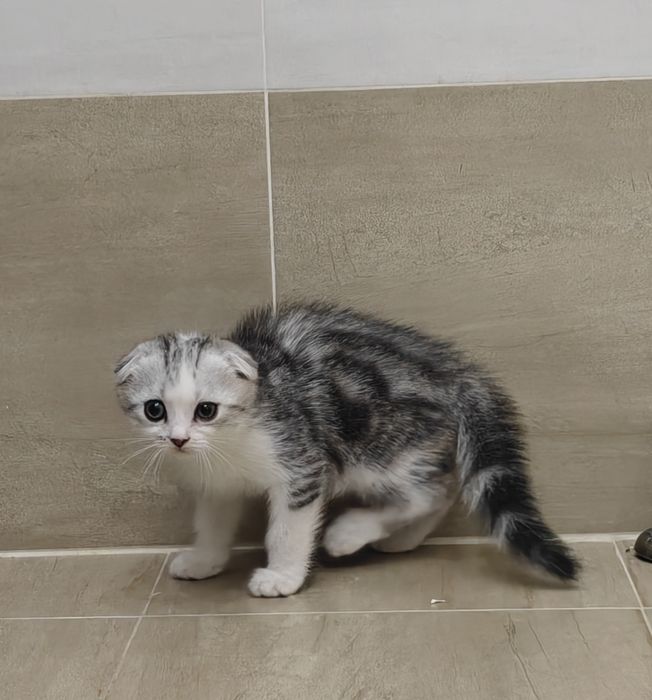 Er-xotinlar uchun trannies