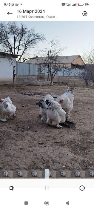 Светли голубой брама