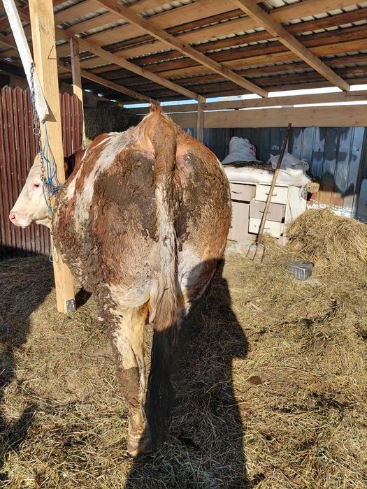 Vând vaca gestanta urgent