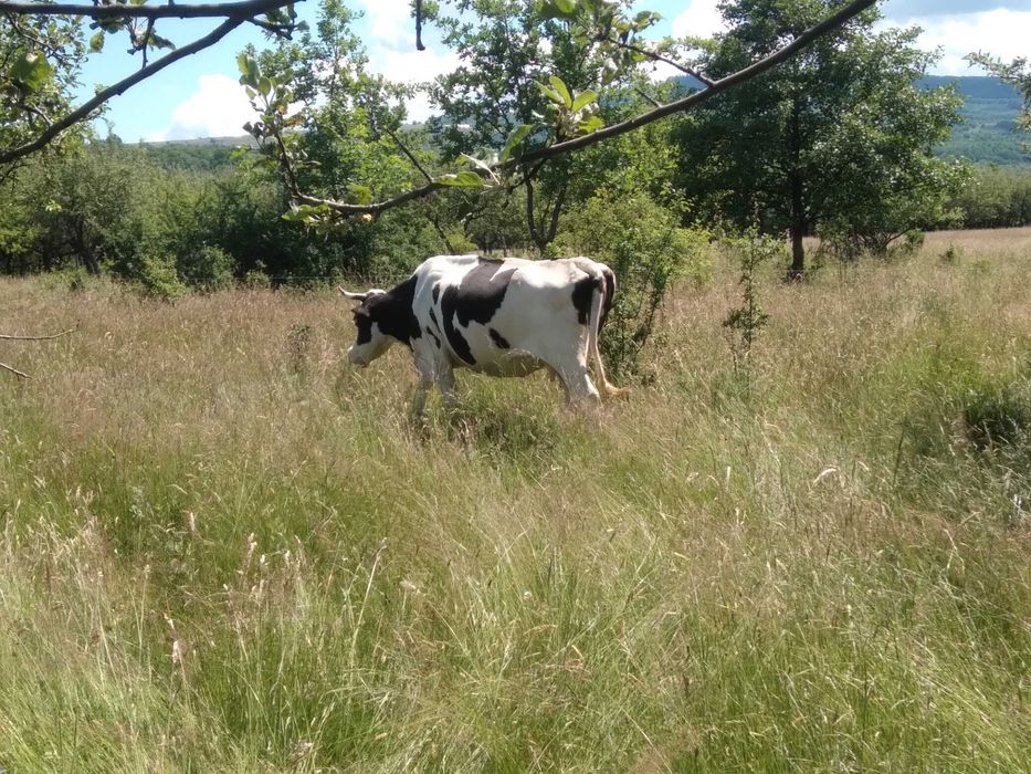 Animale de vânzare