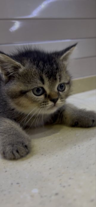 Урганчда сотилади скотиш шиншилла чоко угилча