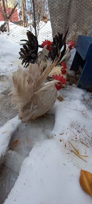 Cocoși chabo tineri de prăsilă