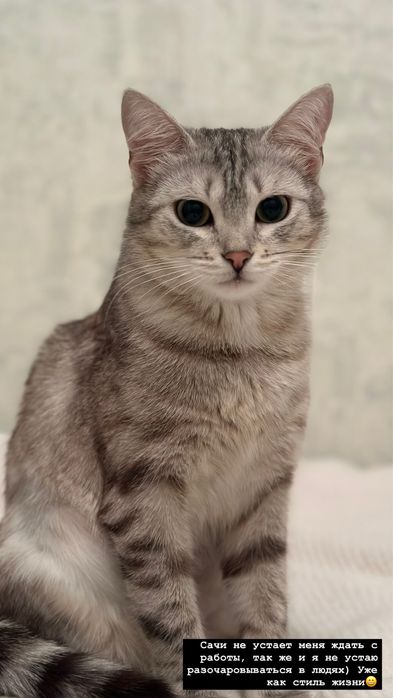 Отдам кошку бесплатно